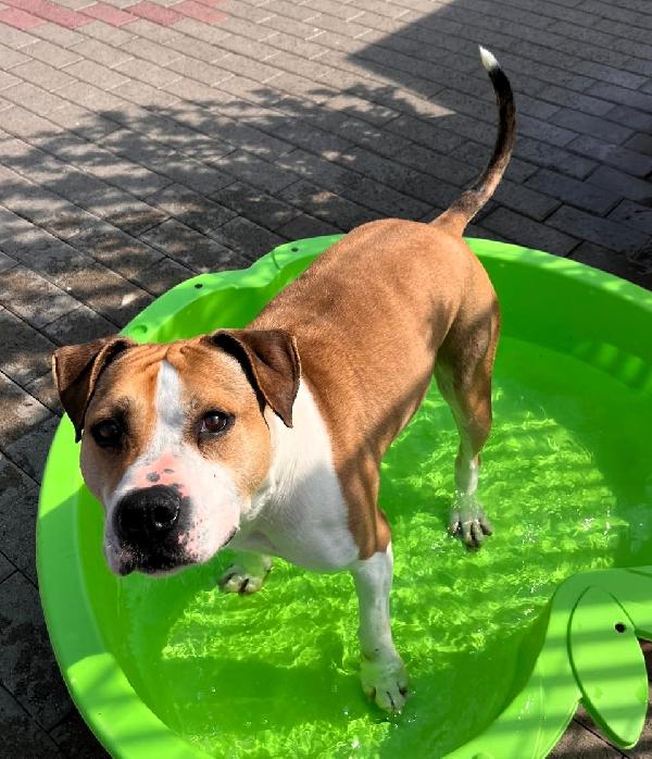 Gold Amstaff